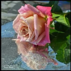 Meet your Posher, Khansa